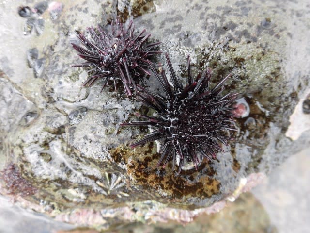 葉山で磯遊び 磯の生き物観察 遊ぶ探偵０４６７鎌倉
