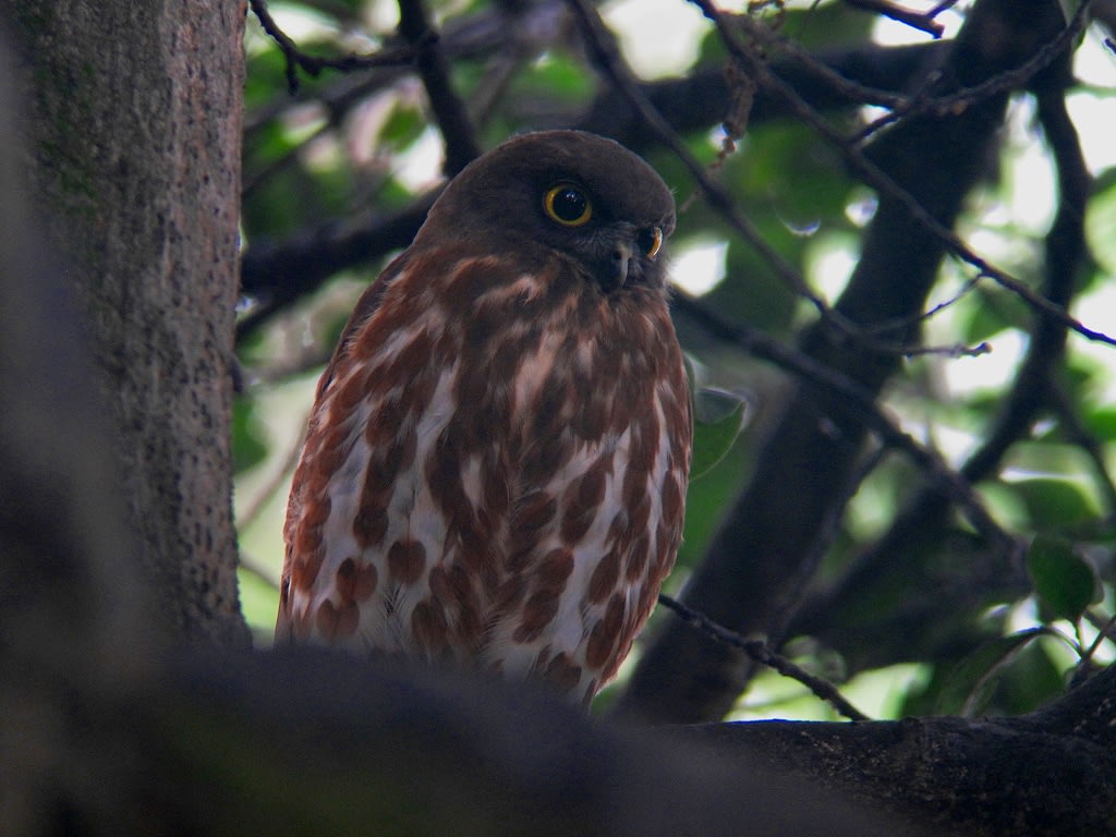 アオバズクの親子①の画像