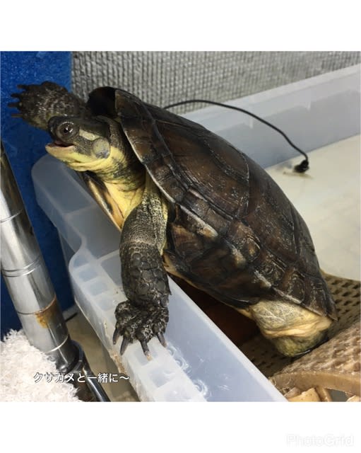 立ち寝 クサガメと一緒に 立ち寝 クサガメと一緒に