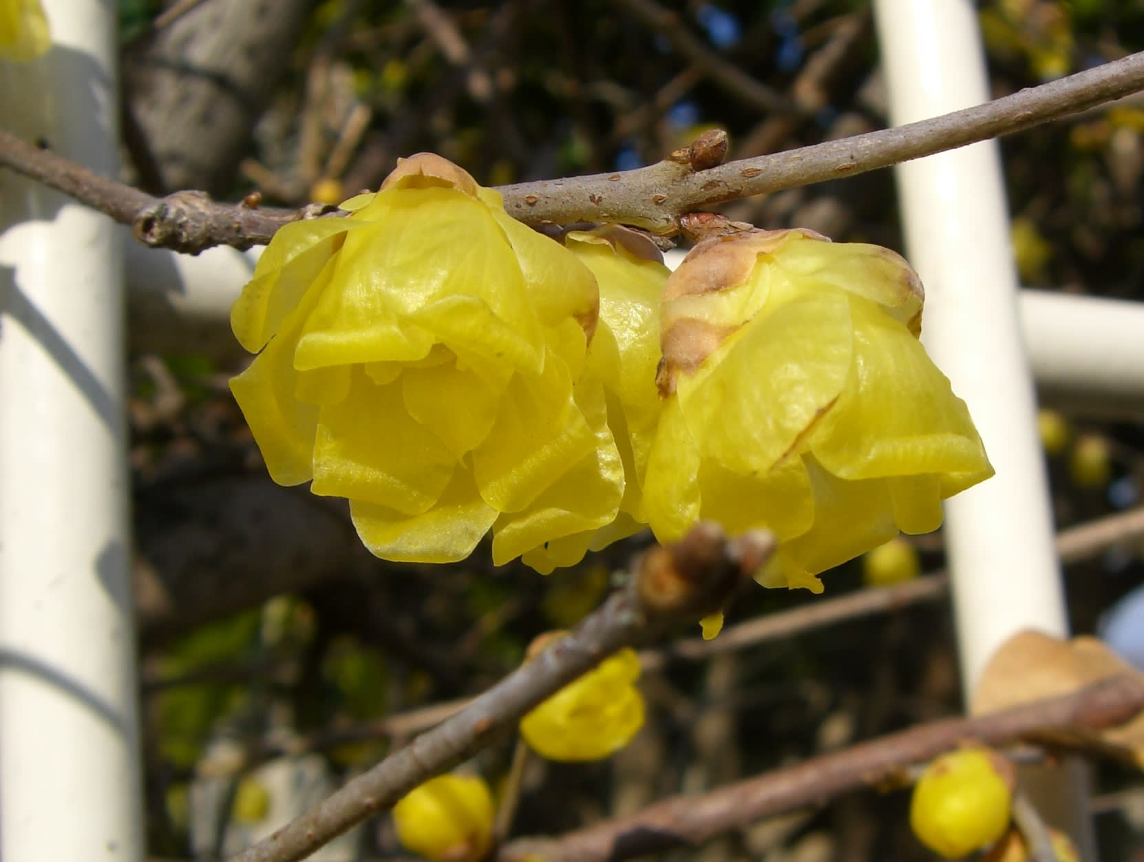 ソシンロウバイ 素心蝋梅 の花と実 お花大好き 野鳥大好き ソシンロウバイ 素心蝋梅 の花と実 お花大好き 野鳥大好き