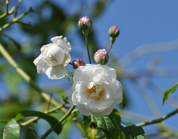 0年ほども前のノワゼット エメ ヴィベール 花の公園 俳句 ｉｎｇ