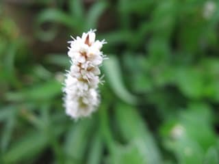 イブキトラノオ 伊吹虎の尾 しをり戸