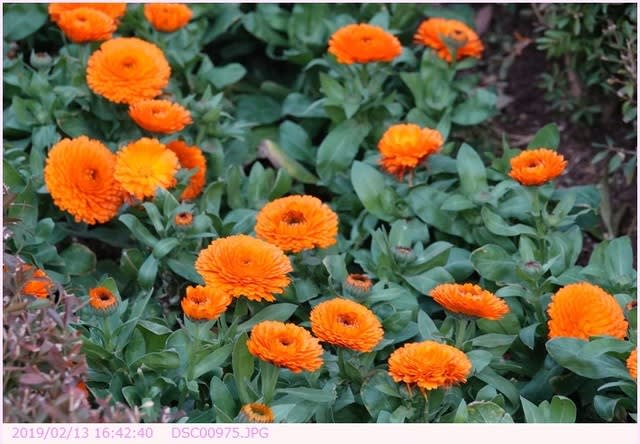 誕生日の花 ２月１３日 キンセンカ 都内散歩 散歩と写真