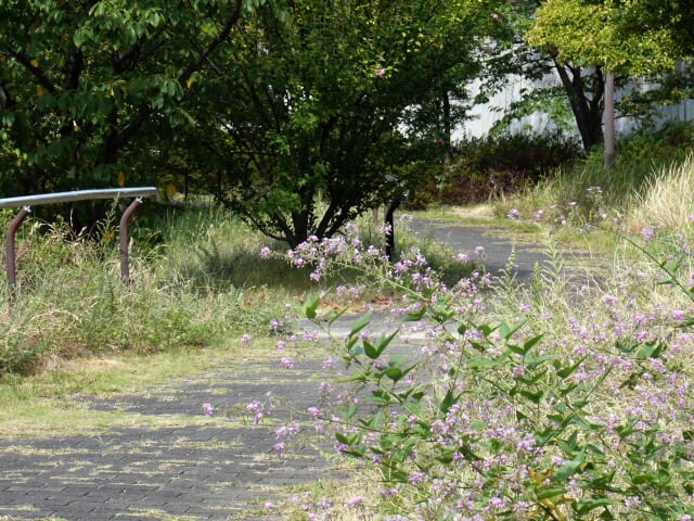 美術館横の筑紫萩