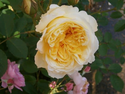 今日から花がら摘み 小さな森の薔薇