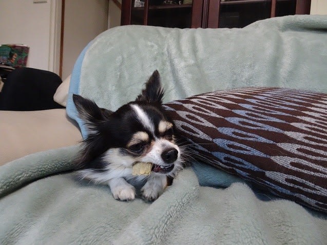 やったね てんやわんやの犬猫生活
