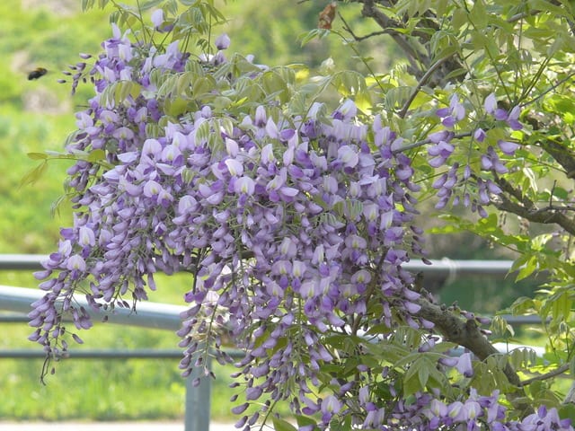 一関市東山町のフジ（藤）の花　2019年5月10日（金） - peaの植物図鑑