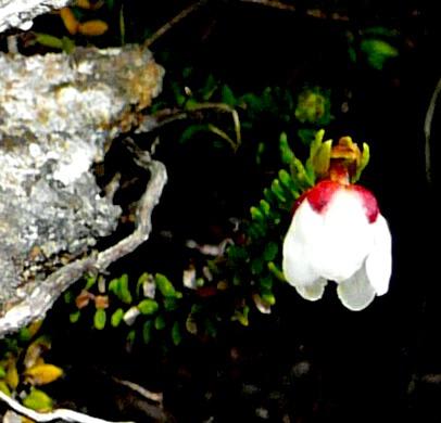 エゾノツガザクラ白花
