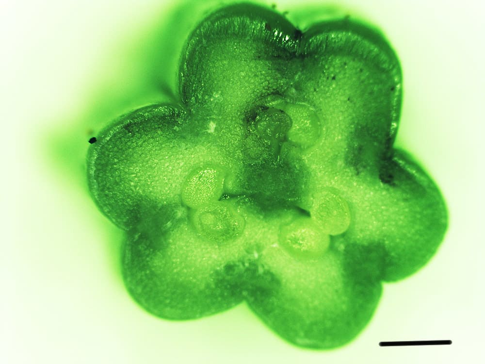 32 ユリ オリエンタル 16 雌しべ 子房の横断 生物の形 ポリ亭のマクロ 顕微鏡写真