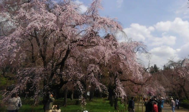 神代植物公園 神代曙桜 ８７純花のブログ