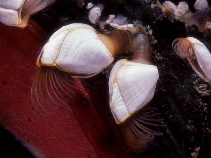 水生生物雑記帳 エボシガイ Kmitoh 春夏秋冬 水生生物雑記帳 エボシガイ Kmitoh 春夏秋冬