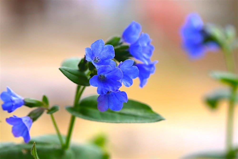 瑠璃色の花 プルモナリア ブルー エンサイン 18年4月 花と低山を目指して