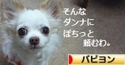 にほんブログ村 犬ブログ パピヨンへ