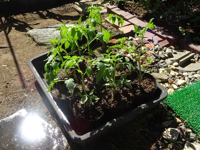８月２日にまいた１００均の大玉トマトの苗を大きなプランターに植え付けました ヒロシの日記