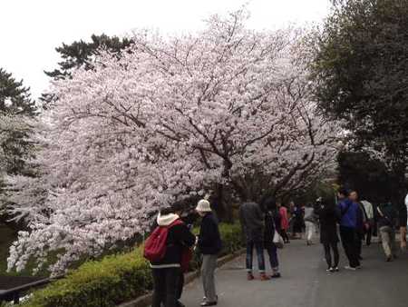 浜松城公園のイベント予定 アート情報et猫たちと日々の風景