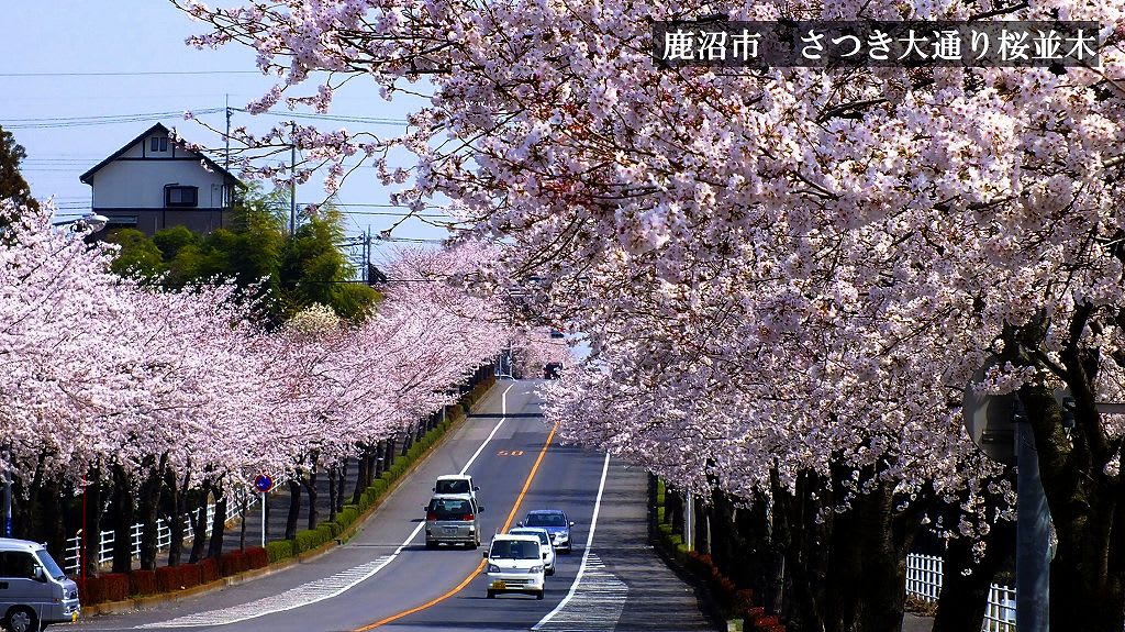 鹿沼市 さつき大通り桜並木 以前の画像 栃木の木々