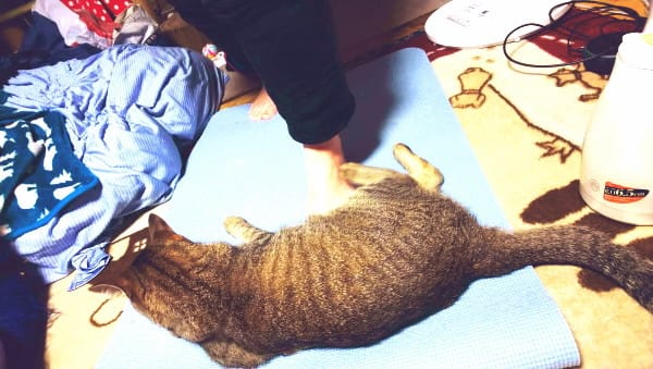 リングフィットと猫