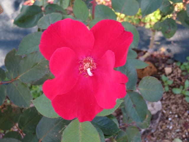 一重の赤バラとしてはごく初期のバラ ベスビアス 薔薇シリーズ167 野の花 庭の花