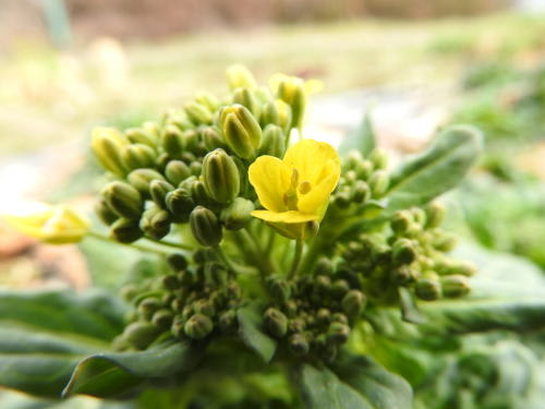 ターサイ（搨菜）の花