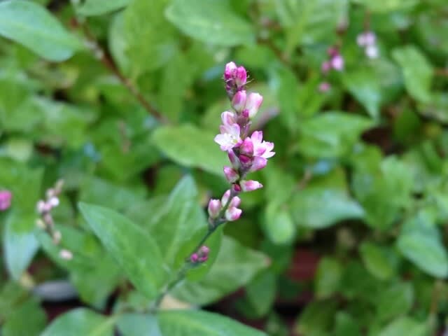 藍の花 徒然なる日々からの歳時記 藍の花 徒然なる日々からの歳時記