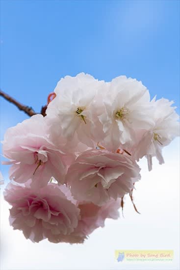 ぼんぼり桜 さきたま自然日記 別館