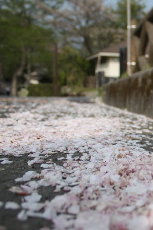 Sakura2_april2011