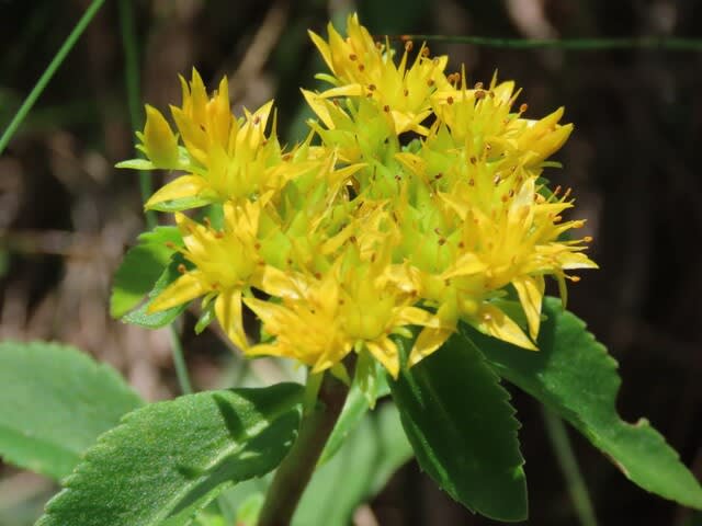 高ボッチ高原・鉢伏山で最近咲いている花　ホソバノキリンソウ（細葉の麒麟草）