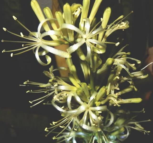 植物 のブログ記事一覧 奄美海風荘ブログ 植物 のブログ記事一覧 奄美海風荘ブログ