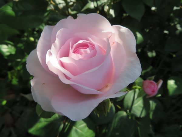 今年のバラの開花は ソフトピンクの花から バラの一番花 折節の移り変わるこそ