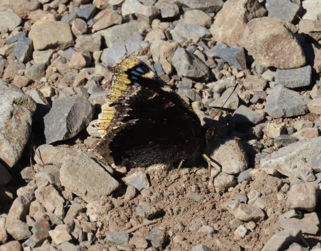 高ボッチ高原・鉢伏山で最近見る事の出来る昆虫　キベリタテハ（黄縁立羽）