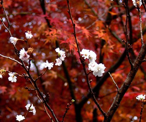 トロッコ嵐山駅の十月桜は紅葉に映える