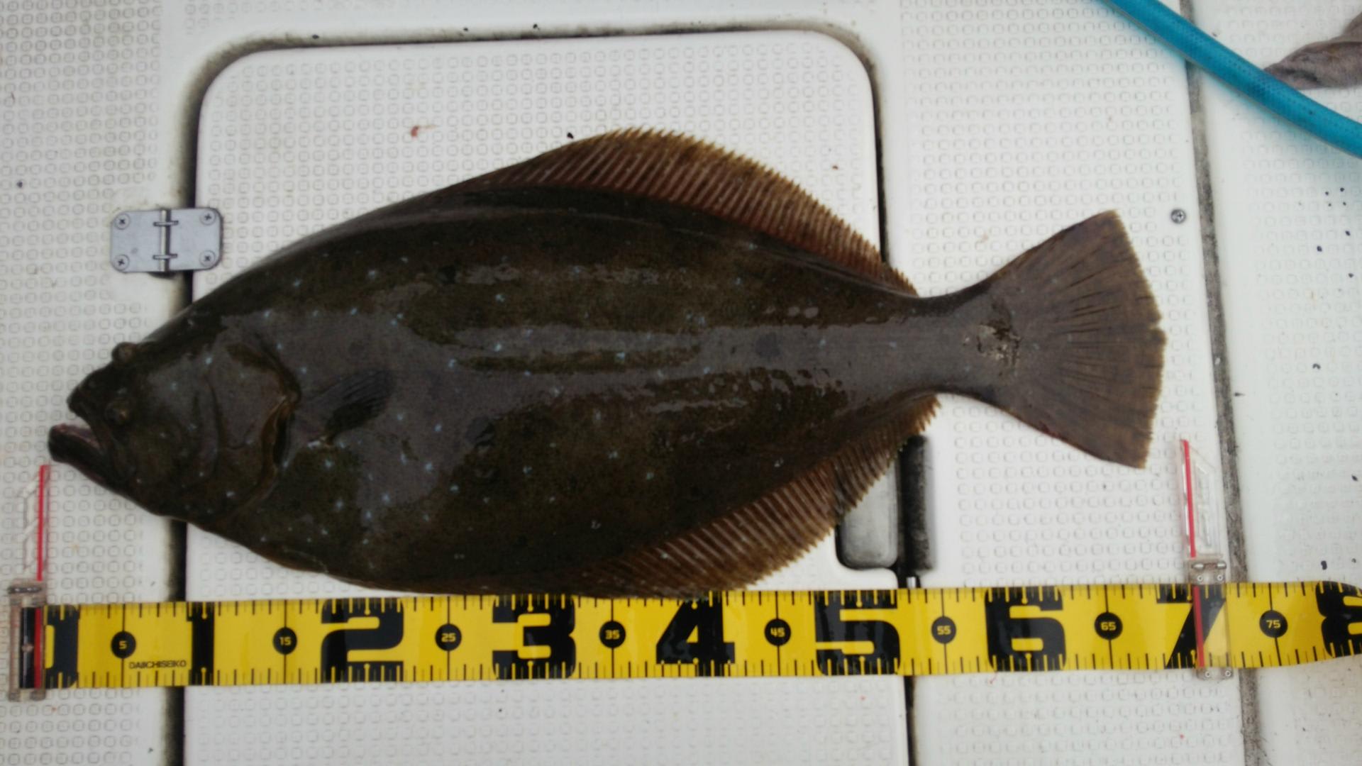 ヒラメ ７０ｃｍ アオリイカ ５７０００ｇ マアジ ３０ ３５ｃｍ ２０匹 うっちゃんのアオリイカ爆釣記