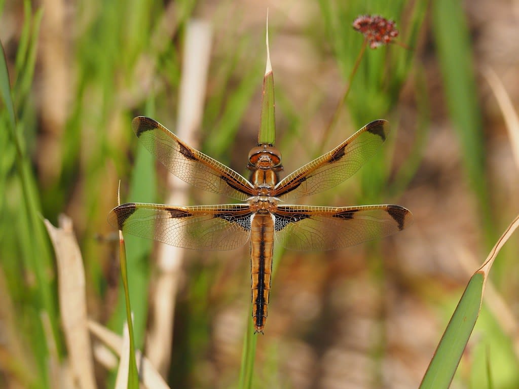 きらら浜のベッコウトンボ ダイビングと生き物の写真ブログ３ 魚 鳥 花 蝶 トンボなどなど