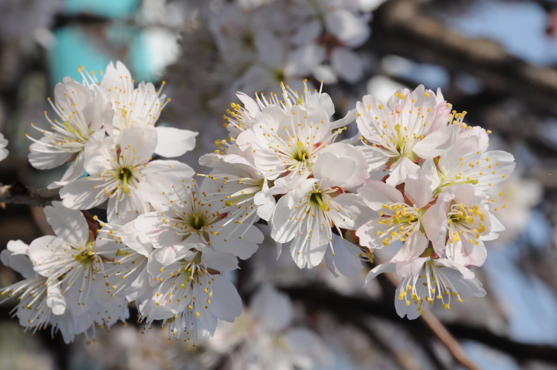 サクランボの花！の画像