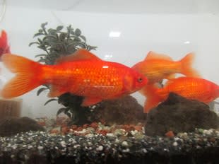 大きい金魚 和光ホーム わくわく日記 大きい金魚 和光ホーム わくわく日記