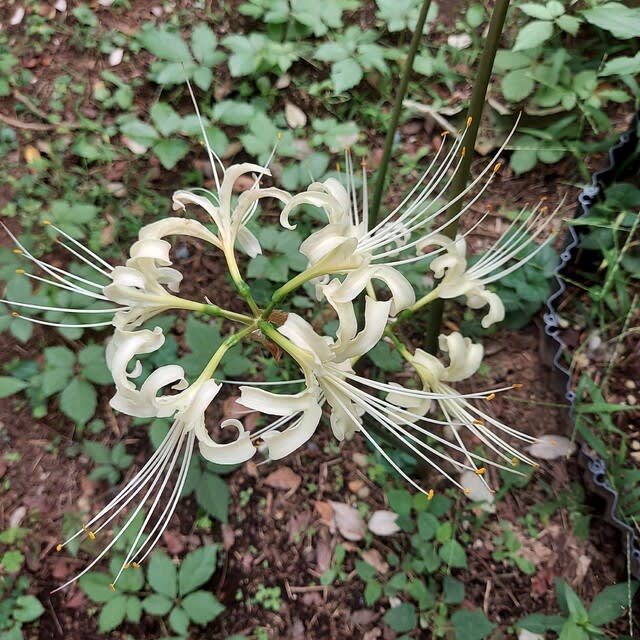 白花ヒガンバナ
