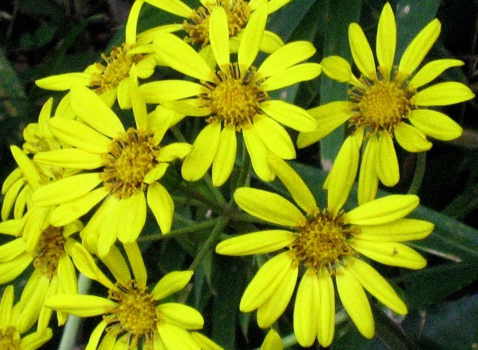 つわふき 石蕗 の花 秋の山 つわふき 石蕗 の花 秋の山