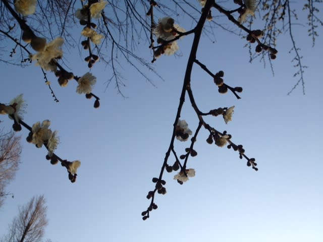 春の訪れと花粉症 別所沼スマイルrc ランニングクラブ