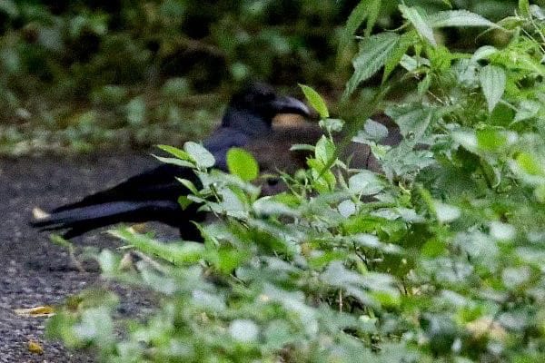 19年6月のブログ記事一覧 奄美自然観察記