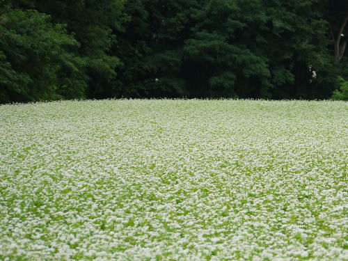 蕎麦の花