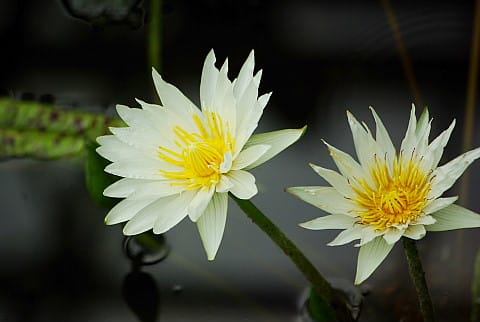 神代植物園の花たちー睡蓮 野に撃沈