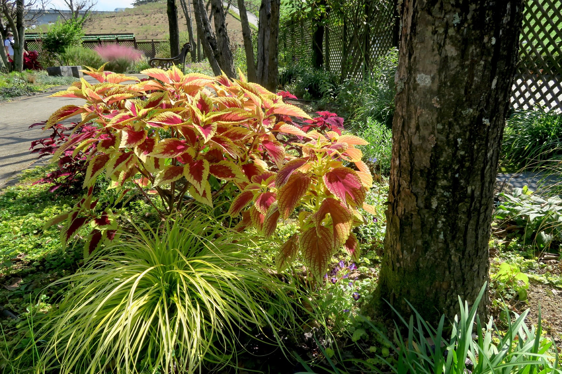 鞍ヶ池公園 英国庭園と温室に咲く花 自然を求めて近辺ぶらり