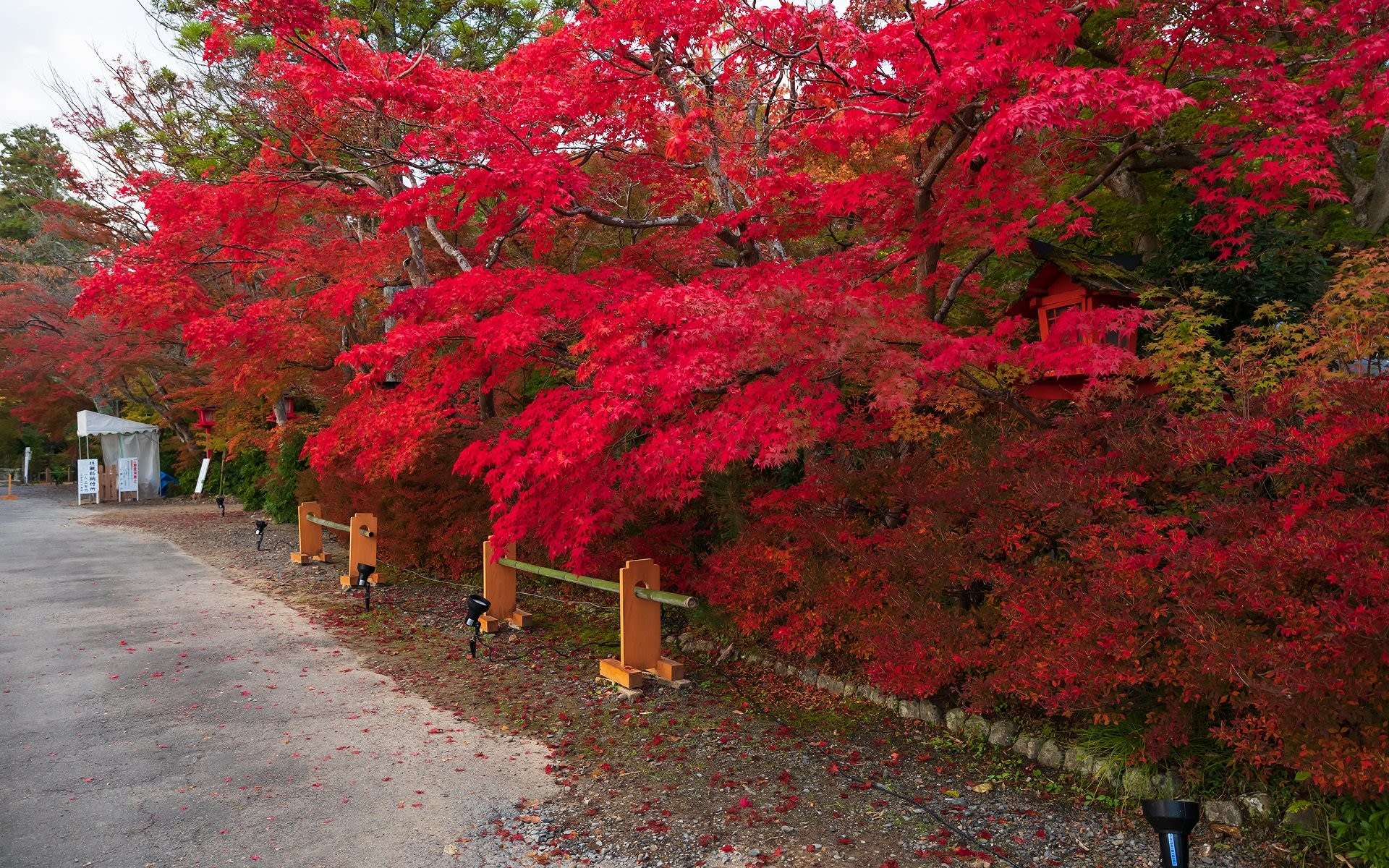 19年紅葉の京都 鍬山神社の壁紙 計32枚 壁紙 日々駄文