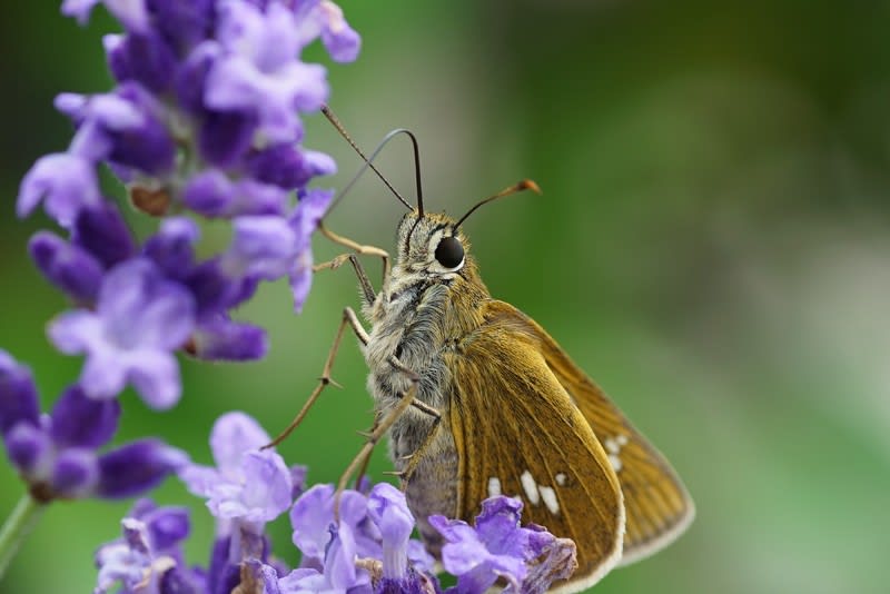 イングリッシュラベンダーにセセリ蝶 ミツバチ ヒラタアブ ハクチョウソウ ヤマアジサイ アイヒメ 金沢から発信のブログ 風景と花と鳥など