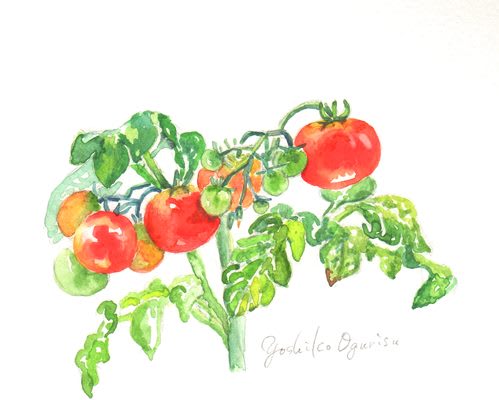 ミニトマトの栽培絵日記 のブログ記事一覧 Yoshikoのお部屋