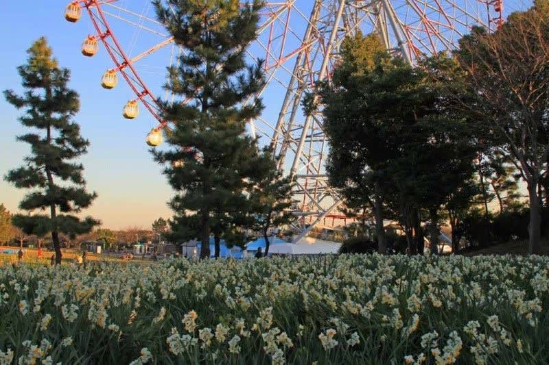 葛西臨海公園の水仙と野鳥 写真で綴るすぎさんのブログ