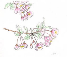 さくらんぼの花 おさんぽスケッチ にじいろアトリエ 水彩 色鉛筆イラスト スケッチ