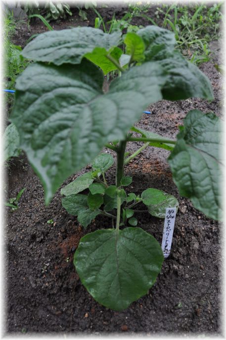 ストロベリートマトの栽培法は 試行錯誤の家庭菜園
