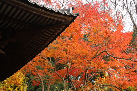 不退寺の紅葉 きょうとなら花散歩