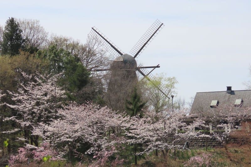 アンデルセン公園の桜 写真で綴るすぎさんのブログ 我孫子発信